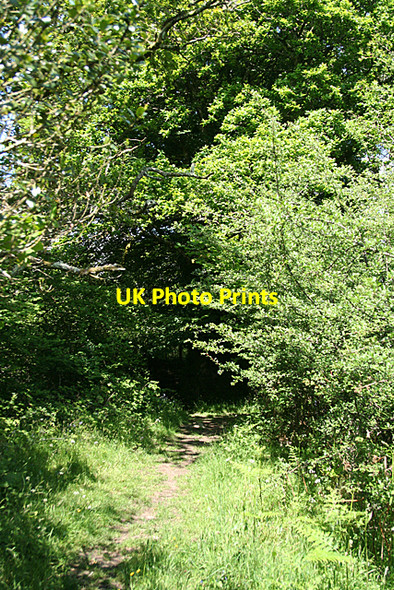 Photo 6"x4" Harford: footpath near Harford Bridge Harford\/SX6359 c2010