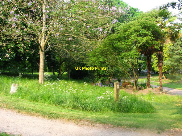 Photo 6"x4" Wild Flower Meadow Cardiff\/Caerdydd c2010