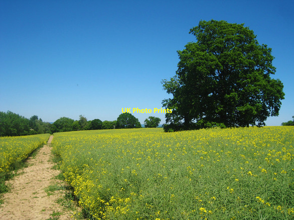 Photo 6"x4" Oak Tree in Oilseed Rape Field Baker's Cross\/TQ7835 c2010