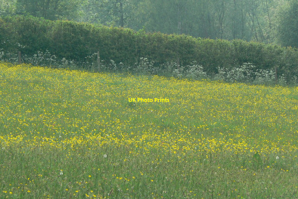 Photo 6"x4" Not the yellow peril Heanor c2010