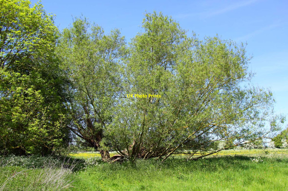Photo 6"x4" A willow tree in the meadow Wolvercote c2010