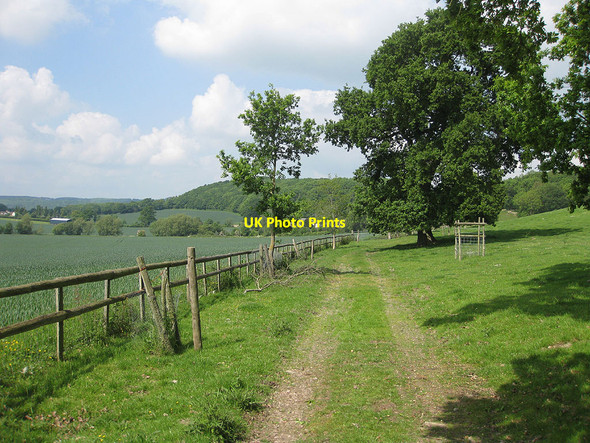 Photo 6"x4" Lime avenue approach to Hyde Farm Sollers Hope c2010