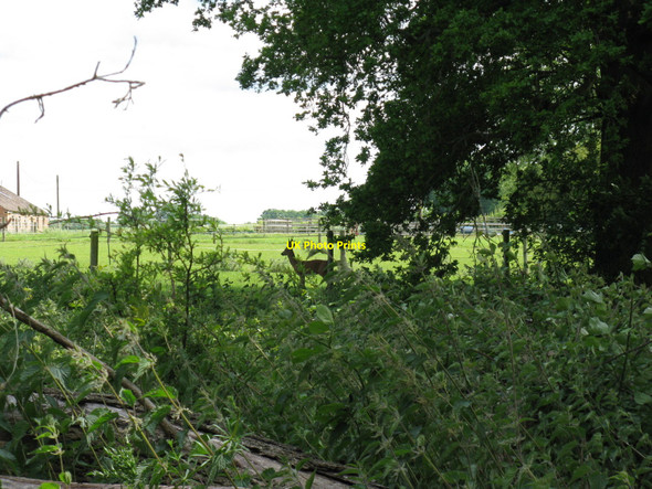 Photo 6"x4" Wild deer near Malkinson's Farm Roundstreet Common c2010