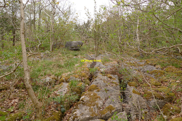 Photo 6"x4" Limestone pavement in Underlaid Wood Carr Bank c2010
