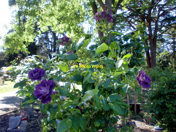 Photo 6"x4" Standard Rose, New Southgate Crematorium, London N11 Friern Barnet c2010