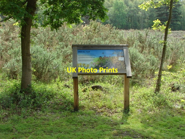 Photo 6"x4" Smarts Heath Prey Heath c2010