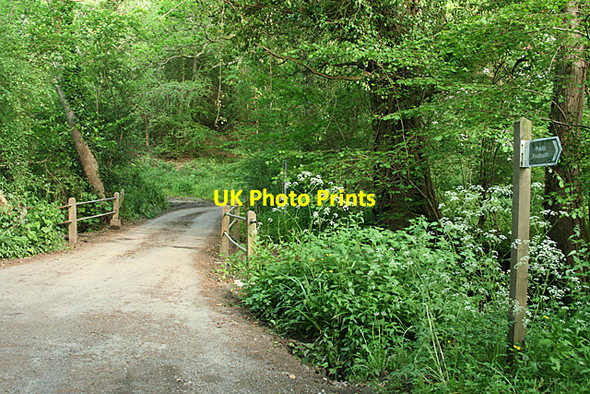 Photo 6"x4" Holcombe Burnell: Shepherd's Ford Bilsdon c2010