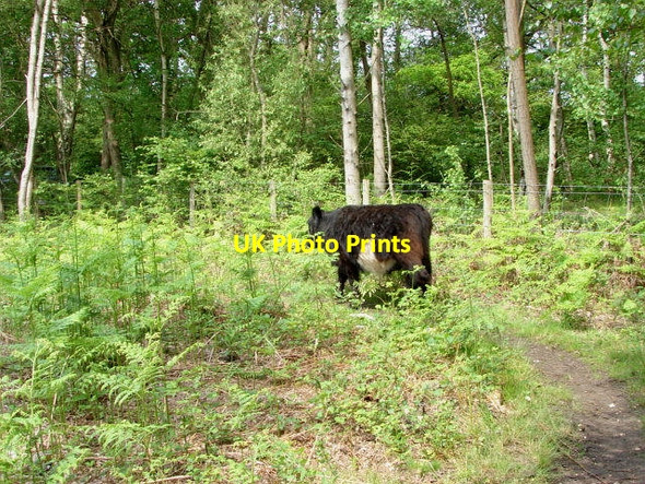 Photo 6"x4" Smarts Heath Prey Heath c2010