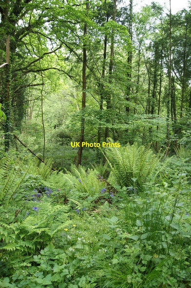 Photo 6"x4" Holyford Woods Nature reserve. Seaton\/SY2490 c2010