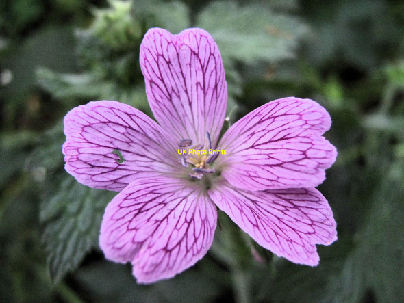 Photo 6"x4" Flower of the Pencilled Cranesbill (Geranium versicolor) Brereton Heath c2010