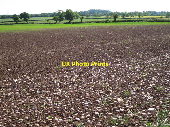 Photo 6"x4" Germination, Pounce Hill Farm Radford Semele c2010