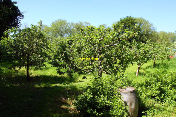 Photo 6"x4" Wolvercote Community Orchard Wolvercote c2010