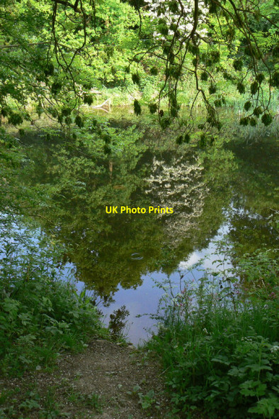 Photo 6"x4" Red River Nature Area Heanor c2010 P1