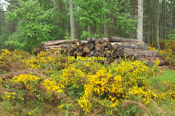 Photo 6"x4" Gorse and a log pile in Culloden Forest Cantraywood c2010