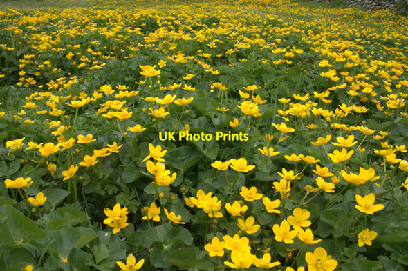 Photo 6"x4" Marsh Marigolds (Caltha palustris), Skaw Kirkaton c2010