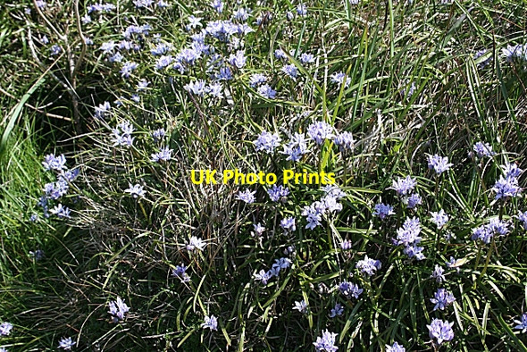 Photo 6"x4" Spring Squill (Scilla verna) Goferydd c2010