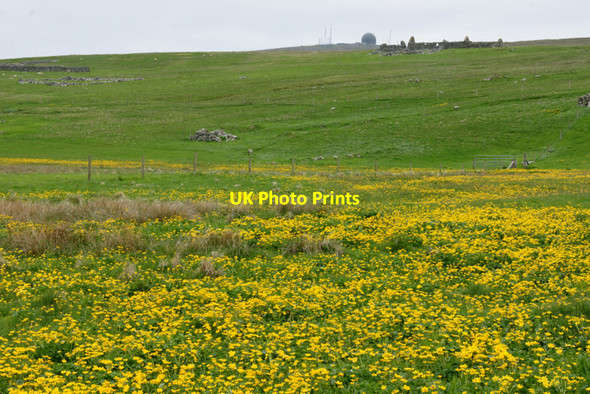 Photo 6"x4" Marsh Marigolds at Skaw Kirkaton c2010