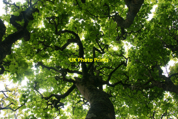 Photo 6"x4" Sycamores, Halligarth Baltasound c2010
