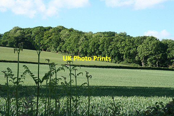 Photo 6"x4" Halberton: woodland on Sock Hill Ash Thomas c2010