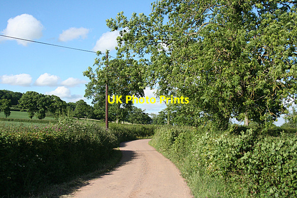 Photo 6"x4" Halberton: lane to Brithem Bottom Ash Thomas c2010
