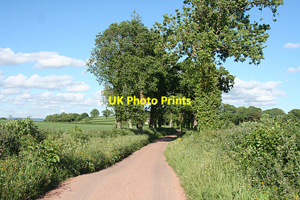 Photo 6"x4" Halberton: towards the Pond Farm turning Ash Thomas c2010