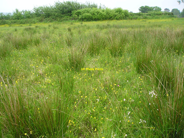 Photo 6"x4" Ungrazed field Glanaman c2010