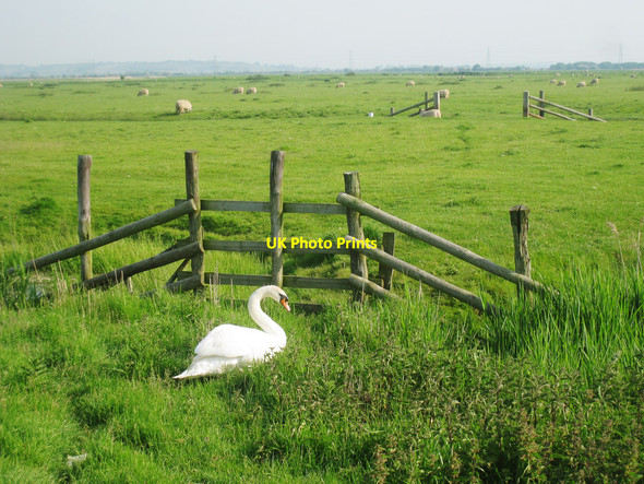 Photo 6"x4" Swan by Guldeford Sewer Camber c2010