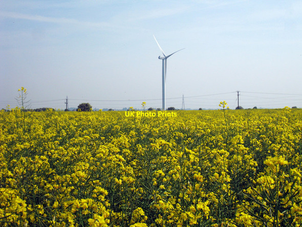 Photo 6"x4" Oilseed Rape Field Camber c2010