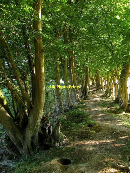 Photo 6"x4" Ringmer-Laughton Parish Boundary Laughton Common\/TQ4914 c2010