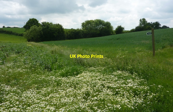 Photo 6"x4" By the footpath to Gosling Green Broad Street\/TL9643 c2010