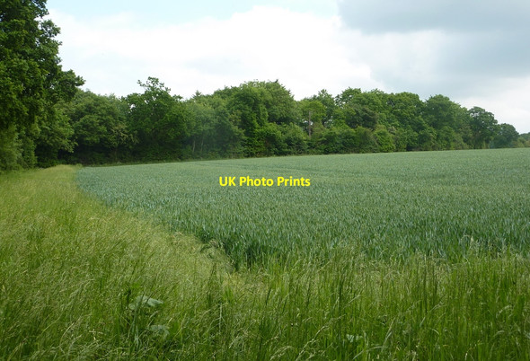 Photo 6"x4" Field corner Broad Street\/TL9643 c2010
