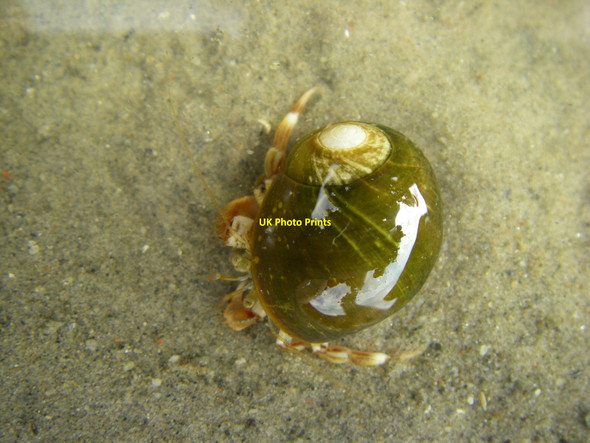 Photo 6"x4" Hermit Crab in Airds Bay Port Appin c2010