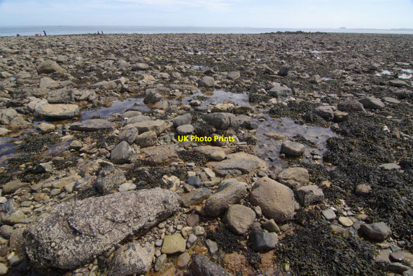 Photo 6"x4" The east shore, Holy Island Holy Island\/NU1241 c2010