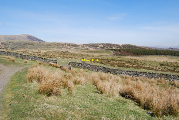 Photo 6"x4" Branch in the farm track Caerdeon c2010