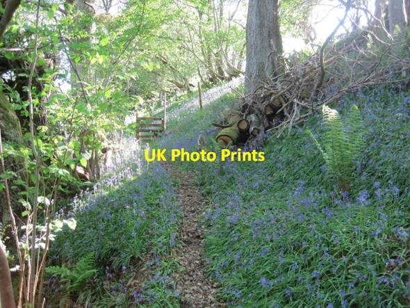 Photo 6"x4" Footpath below Hanging Shaw Slaggyford c2010