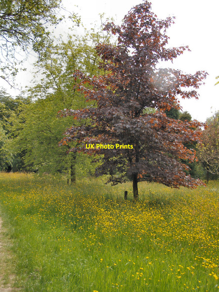 Photo 6"x4" Rivington Arboretum Adlington\/SD6013 c2010 P1