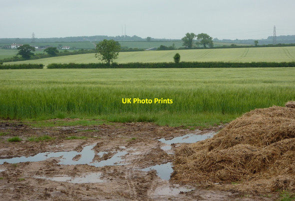 Photo 6"x4" View into a field of barley Hayton\/SK7284 c2010