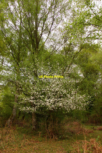 Photo 6"x4" A tree in blossom at Culverley Furzey Lodge c2010