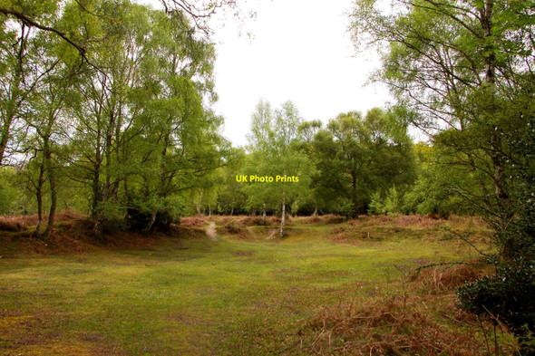 Photo 6"x4" A clearing at Culverley Furzey Lodge c2010