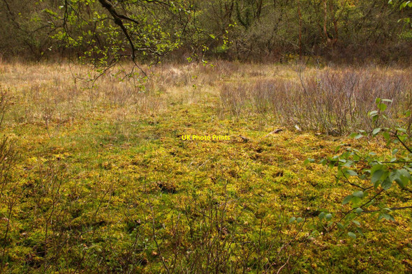 Photo 6"x4" Moss covered bog near Shepton Water Furzey Lodge c2010