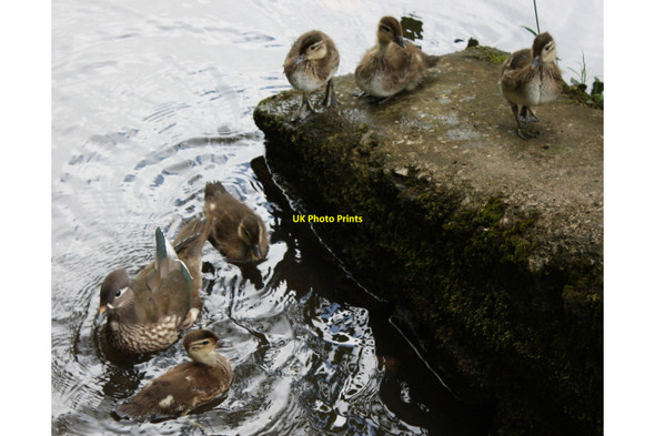 Photo 6"x4" Mandarin duck at Cannop Ponds Cannop c2010