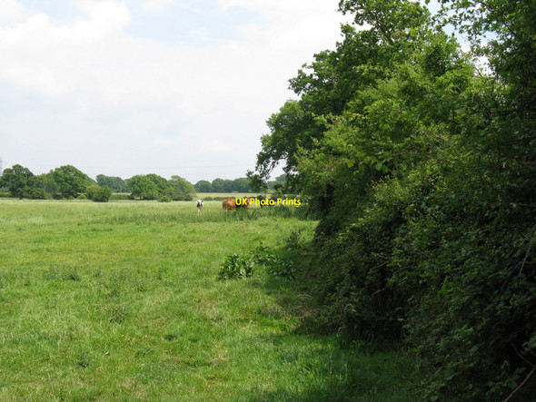 Photo 6"x4" Cows near Woodhouse Wood High Cross\/TQ2417 c2010