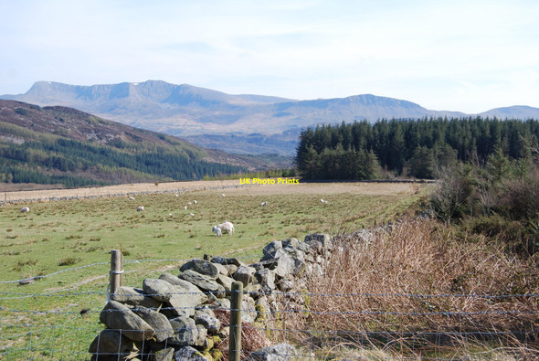 Photo 6"x4" Sheep grazing protected by the trees Caerdeon c2010