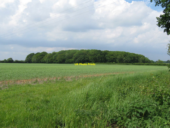 Photo 6"x4" Woodhouse Wood Blackstone\/TQ2416 c2010