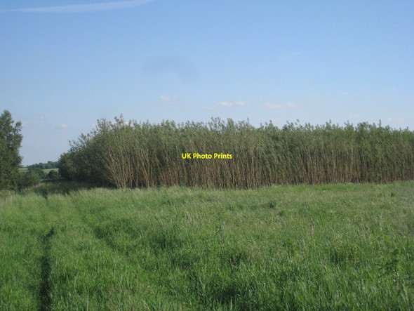 Photo 6"x4" Willow Plantation Wharton\/SK8493 c2010