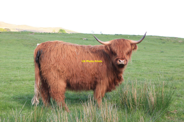 Photo 6"x4" Highland Cattle grazing Lochaline \/ Loch \u00c0lainn c2010