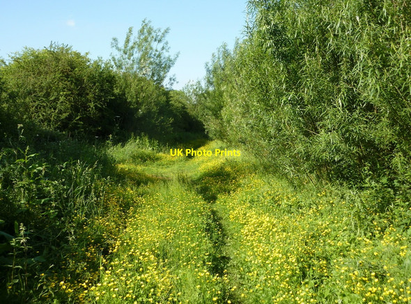 Photo 6"x4" Footpath through the buttercups Retford c2010