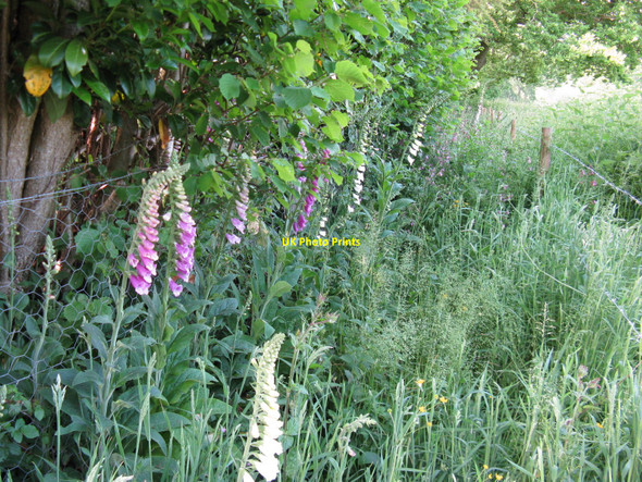 Photo 6"x4" Foxgloves by path to Albourne Albourne c2010