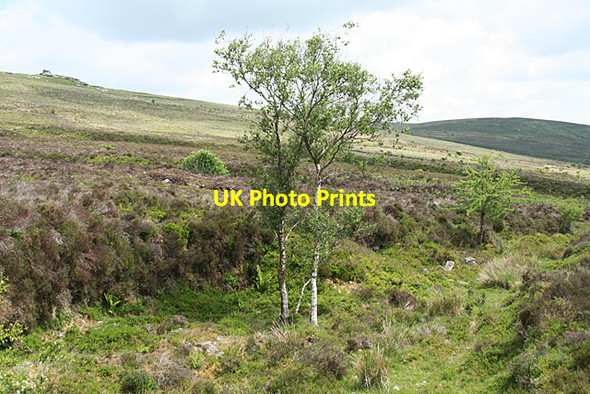 Photo 6"x4" North Bovey: above Vitifier Mine Heathercombe c2010