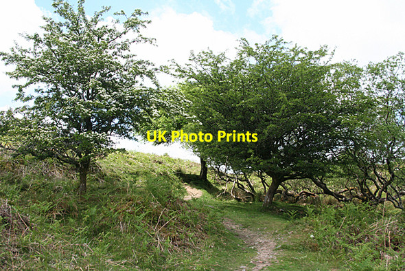 Photo 6"x4" North Bovey: path to Bennett's Cross Heathercombe c2010